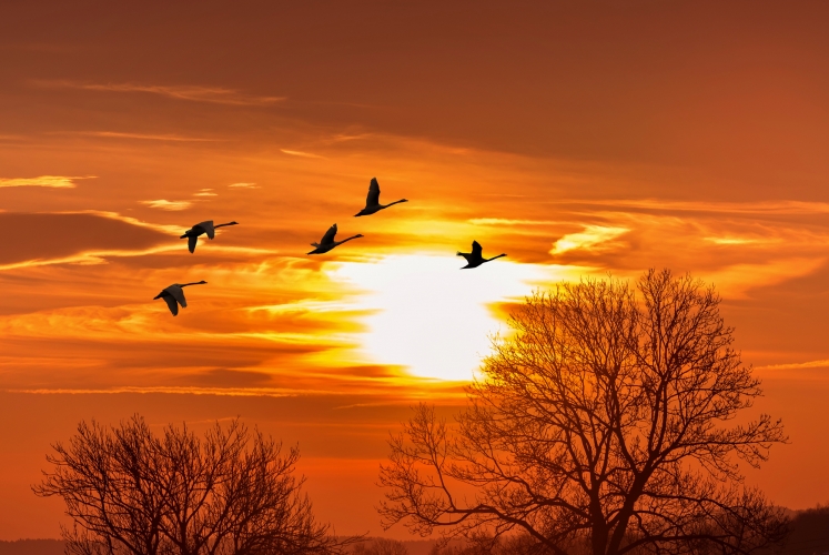 Sandhill-Kraniche silhouettiert im Sonnenaufgang